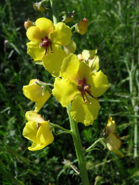 Verbascum blattaria